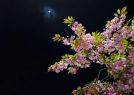 川藏行（外一首）