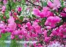 花发沁园春，春来紫燕归